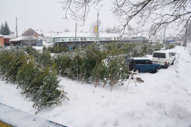 Nizhyn, Ukrayna - 31 Aralık 2018: Noel ağacı Pazar kış tatili öncesinde. Noel ağaçları Satılık