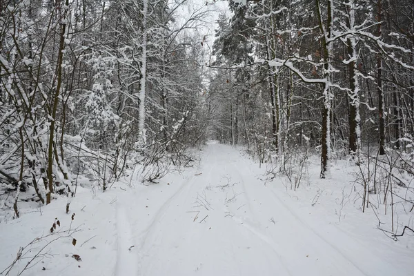 Strada Innevata Attraverso Pino Coperto Paesaggio Foresta Neve Inverno Immagine — Foto Stock