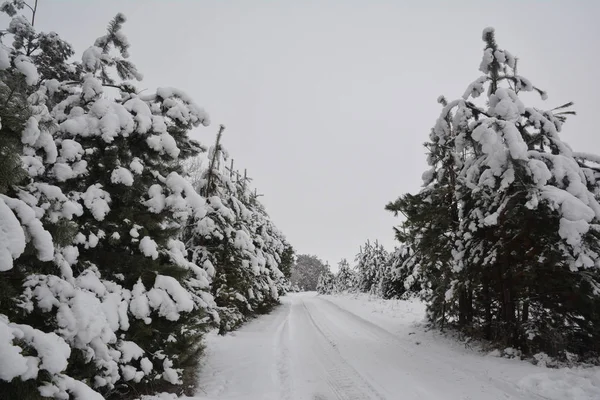 Strada Invernale Attraverso Pineta Immagine — Foto Stock