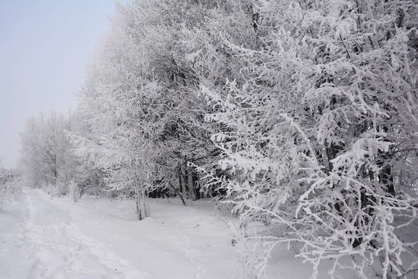 Bella Strada Invernale Con Neve Coperta Alberi Foresta Hoarfrost — Foto Stock