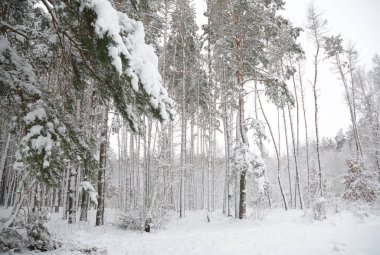 Kış orman donmuş. Sonra kar yağışı karla kaplı çam ağaçları