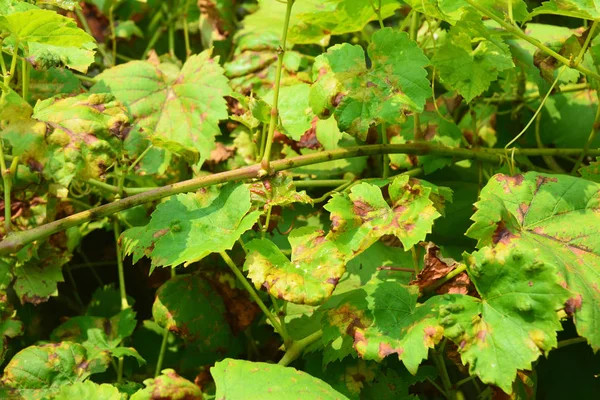 葡萄藤病 葡萄炭疽是一种影响葡萄叶子的真菌疾病 — 图库照片