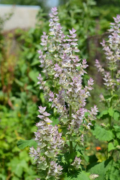 Salvia Sclarea Клари Клари Шалфей Является Двухгодичным Недолговечным Травянистым Многолетником — стоковое фото