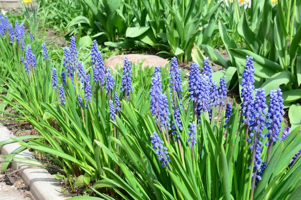 Druif Hyacint Bloemen Muscari Blauwe Bloemen Druif Hyacint Lente Tuin — Stockfoto