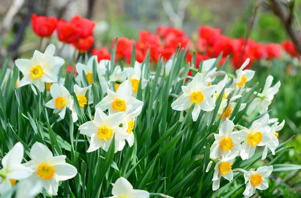 Narcisse Avec Des Fleurs Tulipes Rouges Sur Lit Fleurs Printemps — Photo