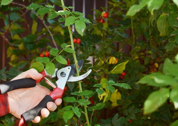 Pinggul Mawar Atau Rosehip Juga Disebut Mawar Haw Dan Mawar — Stok Foto