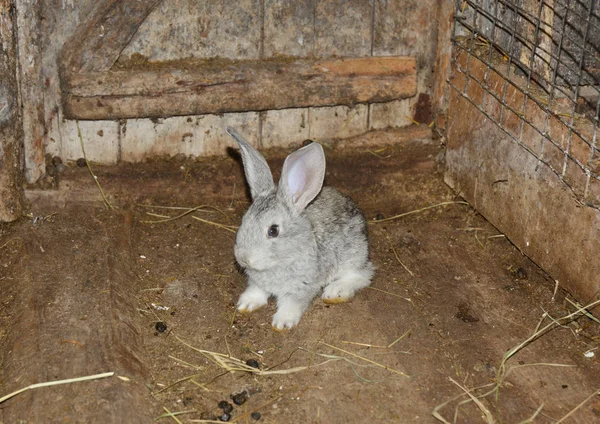 Baby Rabbit Raising Breeding Baby Rabbit Farm Wooden Cage — Stock Photo, Image