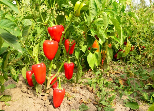 Ripe bell pepper planting in the garden. Growing, harvesting red bell peppers.