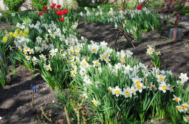 Nergis bahar flowerbed kırmızı lale çiçekleri ile. Nergis çiçeği olarak da bilinen nergis, daffadowndilly, nergis ve Zerrin.