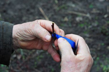 Aşılama ve meyve ağacı tomurcuklanma bahçıvan. Meyve ağaçları aşılama üzerinde adım adım resim eğitimi.
