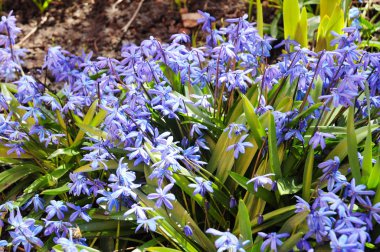 Bluebell. İlk bahar çiçekleri Squill, Scilla Bifolia bal arıları Bahçe çiçek yatakta ile