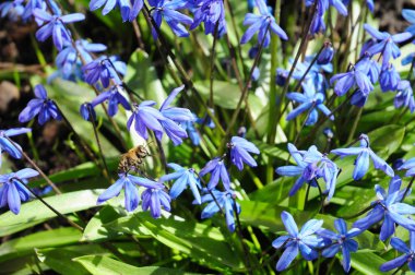 İlk bahar çiçekleri Squill, Scilla Bifolia bal arıları Bahçe çiçek yatakta ile