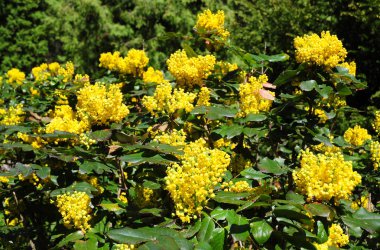 Çobanpüskülü aquifolium, holly, İngilizce holly, Avrupa holly veya zaman zaman Noel holly bush baharda çiçek açan çiçekler.