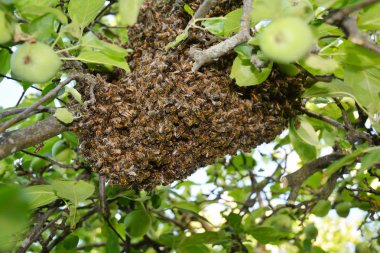 Vahşi bal arıları ağaca swarm.
