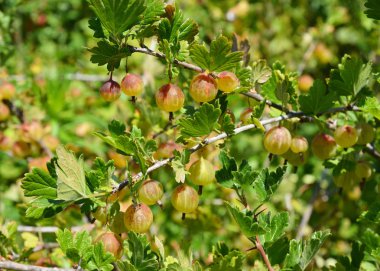 Bektaşi üzümü (Ribes uva-crispa, Ribes grossularia) hasat. Bektaşi üzümü bush.