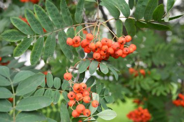 Rowan ağacı bahçede üzerinde olgunlaşmış üvez Berrries.