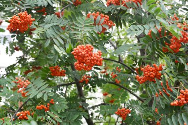 Rowan ağacı üzerinde olgunlaşmış üvez Berrries