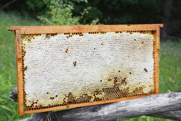 Rohe Wabe Mit Honigbienen Vorteile Und Rezept Rohe Honigwaben Zum — Stockfoto