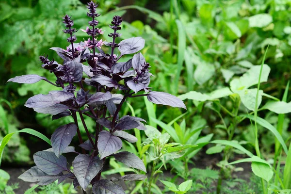 Basilicum Planten Groeien Oogsten Van Basilicum Bladeren Close Biologische Verse — Stockfoto