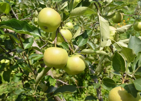 Maçã Deliciosa Dourada Árvore Maçã Com Fundo Lindo Verão — Fotografia de Stock