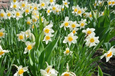 Narcissus çiçek tarhı. Sararmış. Beyaz nergis çiçekleri narsissi nergisler. Narcissus çiçeği aynı zamanda nergis, daffadowndilly, narcissus ve jonquil olarak da bilinir..