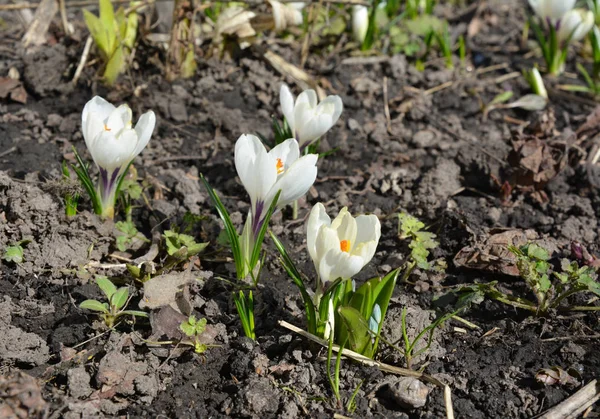 White Crocus Flowers Spring Flower Bed — Stock Photo, Image