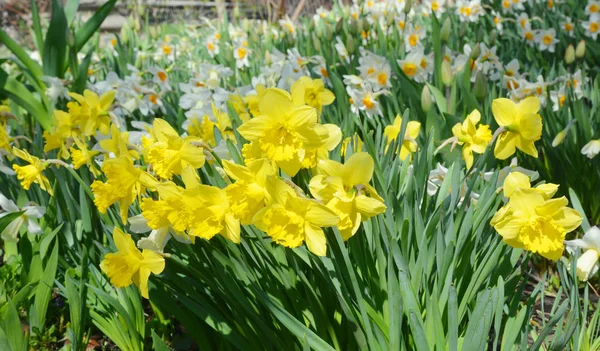 Gelbe Frühlingsnarzissenblüten Gelbe Narzissenblüte Auch Als Narzissen Narzissen Narzissen Und — Stockfoto
