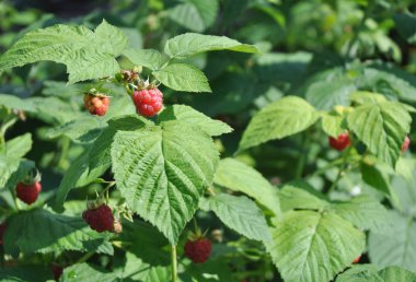 Yaz bahçesinde olgun ahududu hasat