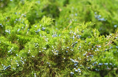 Juniper berry. Juniperus excelsa veya Yunan ardıç mavi meyveleri baharat kullanılır 