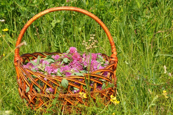 Gather Herbs. Trifolium pratense, the red clover flowers. Red clover. — Stock Photo, Image