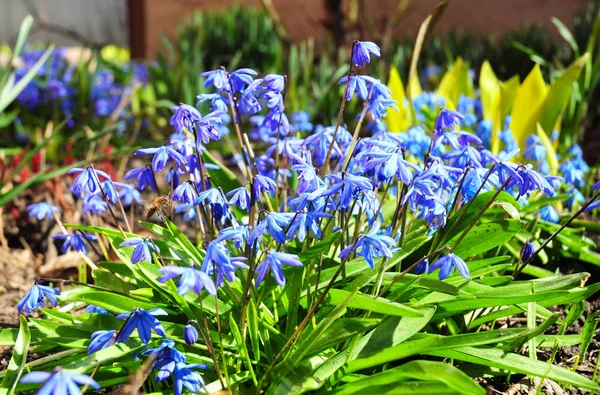 Цветы Блубелла. Закрыть на первых весенних цветах Голубые колокольчики с медовой пчелой. Синие колокола цветы в весеннем саду . — стоковое фото