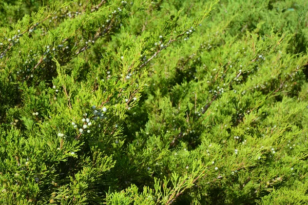 Green juniper with juniper berry. Juniperus excelsa or Greek Juniper Blue berries are used as spices — Stock Photo, Image