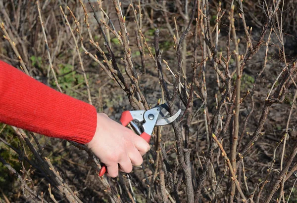 Manos de jardinero cortando rama de arbusto de grosella negra con tijeras de derivación en jardín de frutas de primavera . — Foto de Stock