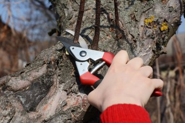 Bahçıvan kesme elma ağacı dalı ile yan yol secateurs ilkbaharda eller.. 