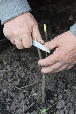 Ağaç budama. Onun meyve bahçesinde bahçıvan aşılama elma meyve ağacı. 