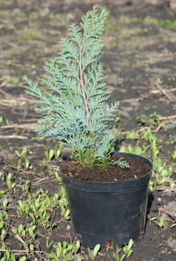 Chamaecyparis lawsoniana Alumii bitki. Sedir ağacı, sedir ağacı, Chamaecyparis. Port Orford sedir veya Lawson selvi bilinen Chamaecyparis lawsoniana