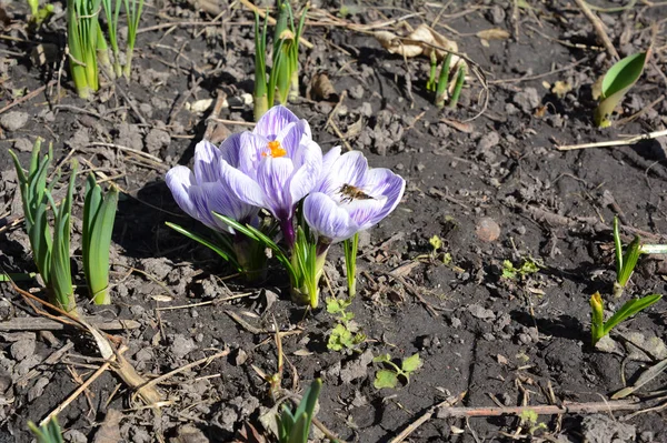 Wiosna Kwiaty Krokus z pszczół. w ogrodzie. Szafran uprawny szafran rosnące w ogrodzie — Zdjęcie stockowe