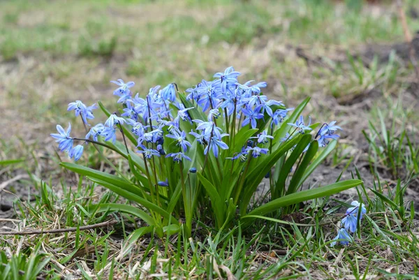 Bluebell kwiaty w spring garden. — Zdjęcie stockowe