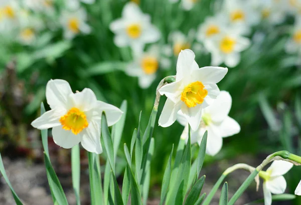 Narzissenblüten, Narzissen. Frühlingsblumenbeet mit Narzissenblüte auch als Narzisse bekannt. — Stockfoto