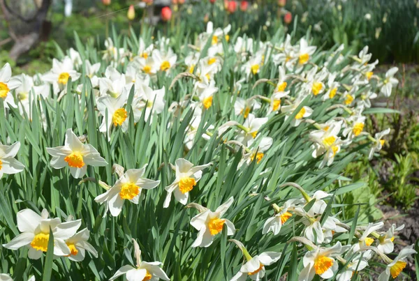 Narciso flores cama de flores con la deriva de color amarillo. Narcisos narcisos blancos flores narcisos dobles . — Foto de Stock