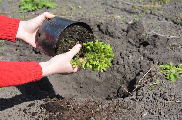 Садовник руки посадки Picea глаука коника саженцы из горшка в саду хвойных . — стоковое фото