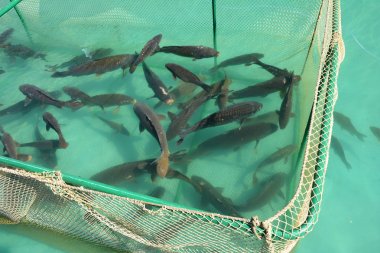 Balık yetiştiriciliği için kafes. Deniz balık çiftliği. 