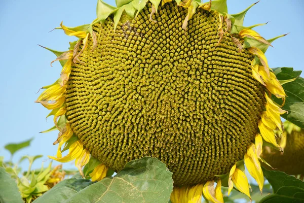 Sementes de girassol maduras na planta de girassol verde pronta para a colheita — Fotografia de Stock