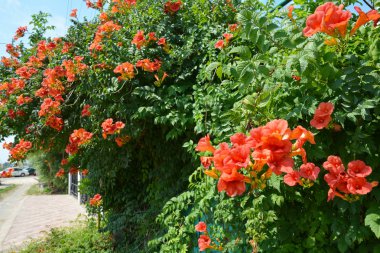Çitteki trompet asma çiçekleri. Campsis radicans (trompet asma veya trompet sürüngen, ayrıca Kuzey Amerika'da kaşıntı asma veya sinekkuşu asma olarak bilinen)