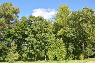 Güçlü rüzgarlara, fırtınalara karşı büyük ağaçlardan yeşil duvar çit, 