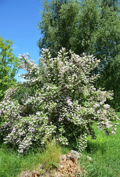 Deutzia Bush. Bloeiende Deutzia, deytion ruw, of stervormige bloeiende struik in de tuin — Stockfoto