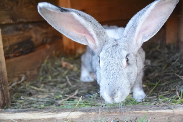 Kaninchenzucht zu Hause im Kaninchenkäfig. — Stockfoto
