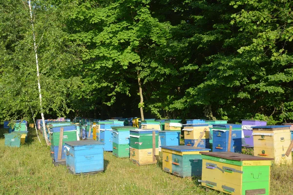 Καλλιέργειες μελιού. Μελισσοκομική μελισσοκομία στο δάσος και το λιβάδι. Πολύχρωμο αγρόκτημα Μελίσσια. — Φωτογραφία Αρχείου