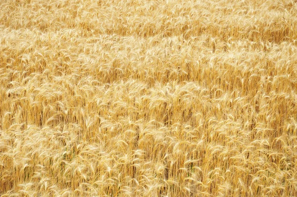 Golden rye grains on ripe rye field  background. Rye field ready for harvesting — Stock Photo, Image