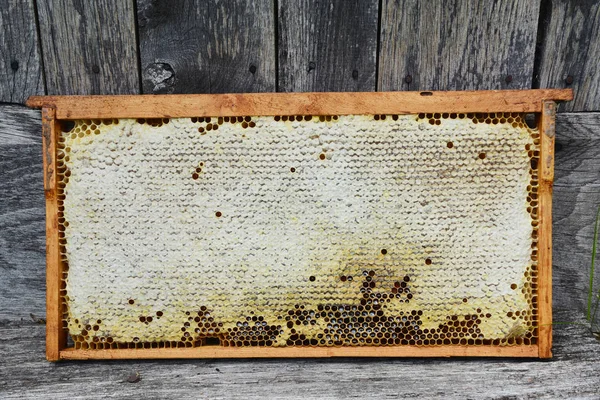 Gouden honing kammen gouden honingraten leeg en gevuld met honing en kopieer ruimte. — Stockfoto